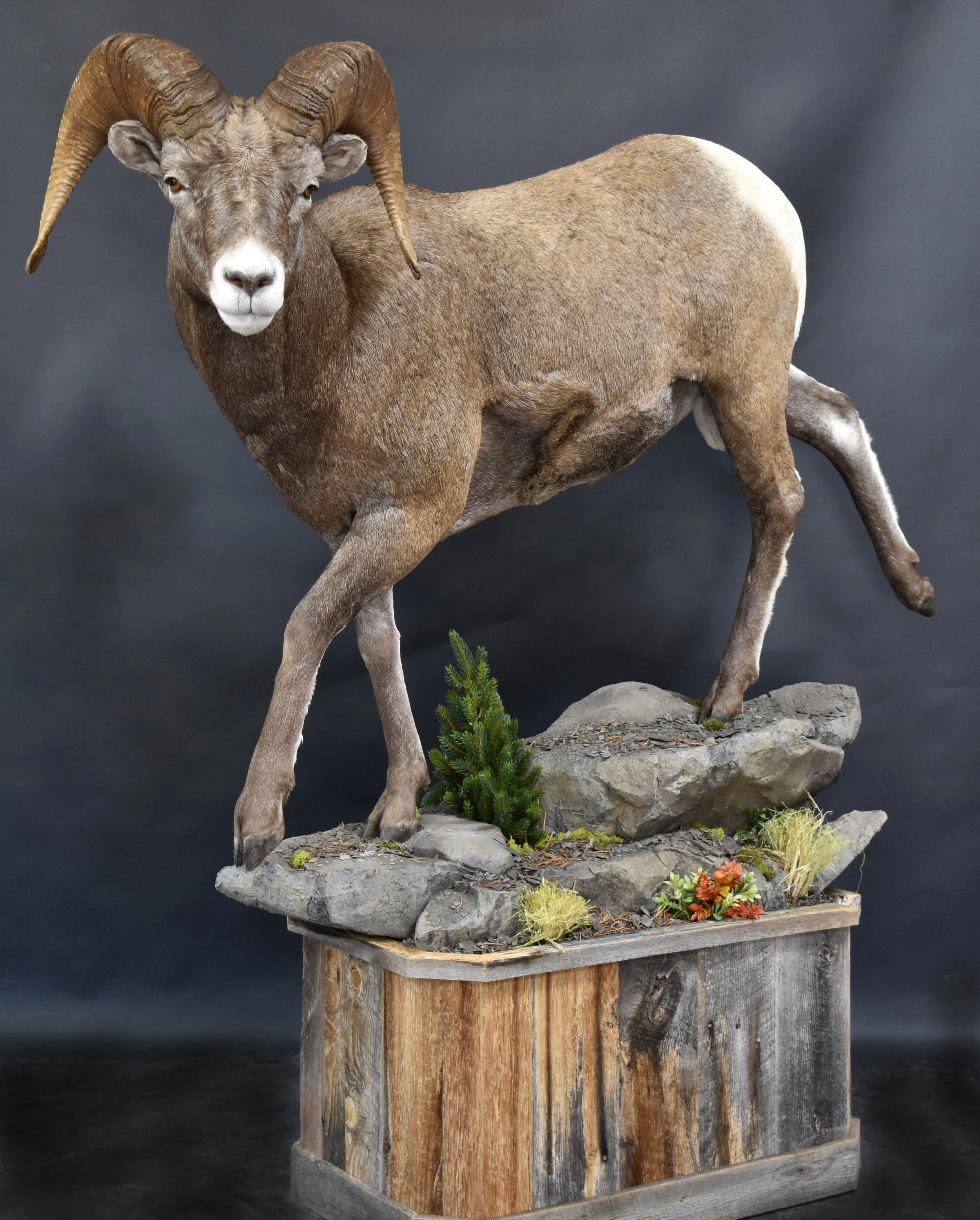 Wild Sheep — Big Cat Taxidermy